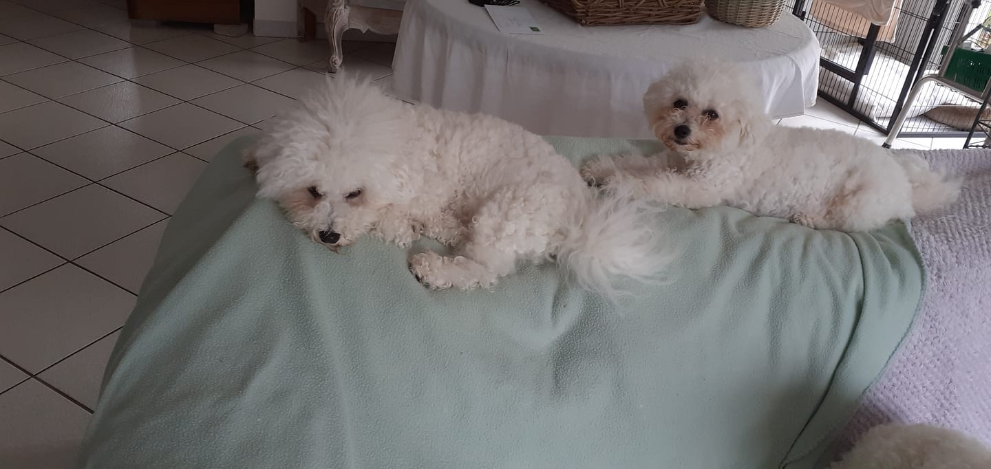 Customer photo review of Croquettes Bio Chien Adulte Petite race - Poulet & Petit Pois