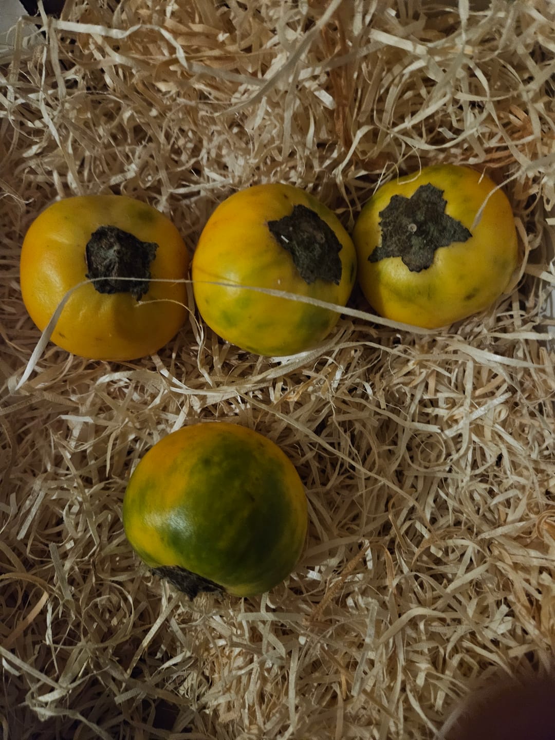 Customer photo review of Lulo (Naranjilla)