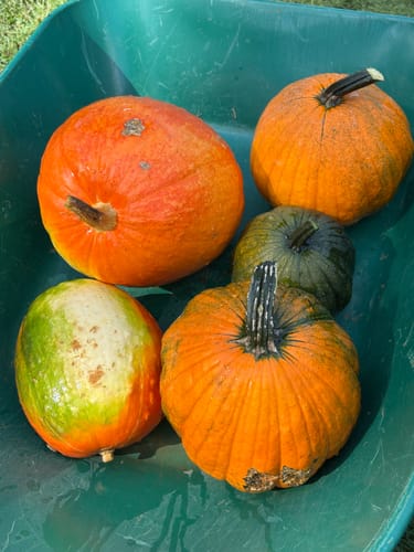 Customer photo review of Pumpkin