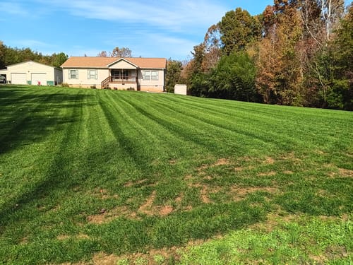 Customer photo review of In Store GCI Turf Type Tall fescue Grass Seed