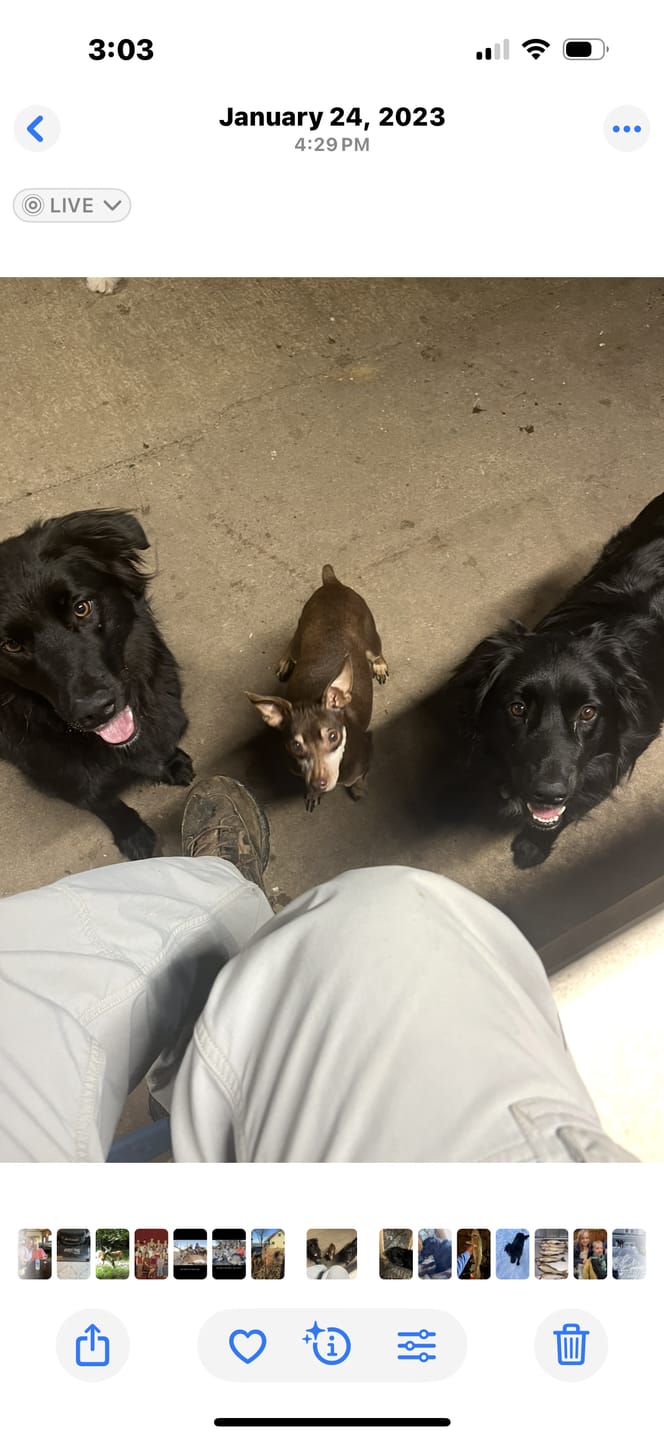 Customer photo review of Bully Sticks
