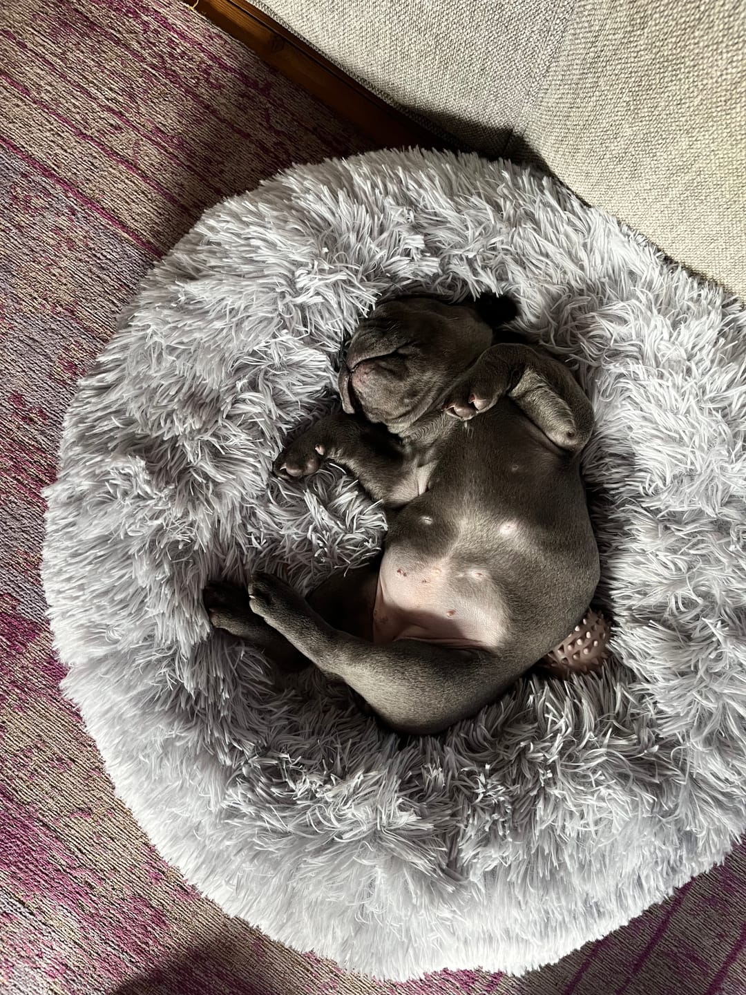Customer photo review of Fluffy Donut Hundeseng, grå