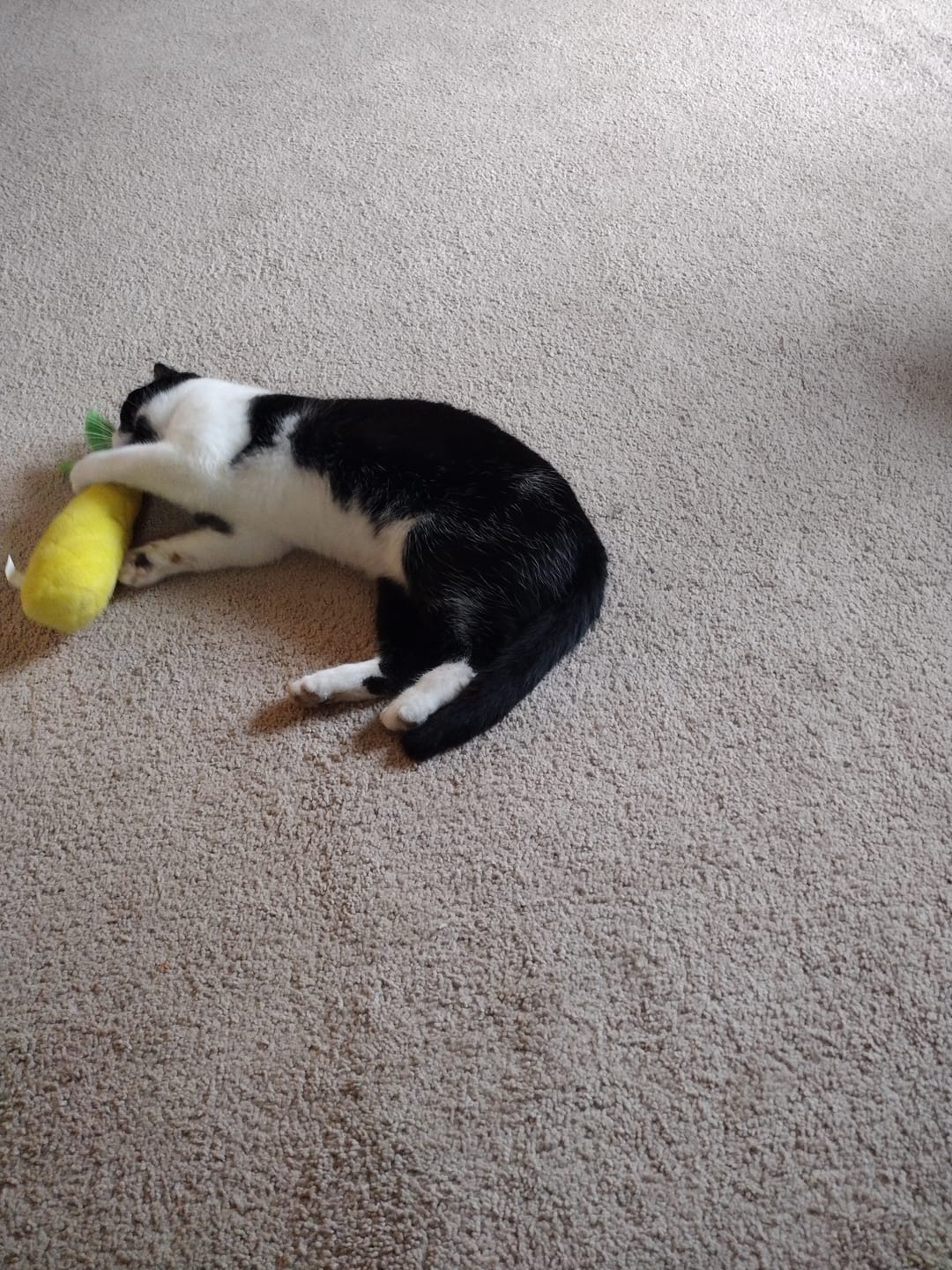 Customer photo review of Cat Dental Care & Bad Breath Remedy