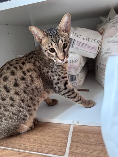 Customer photo review of 3 Month Supply - 3 Cat