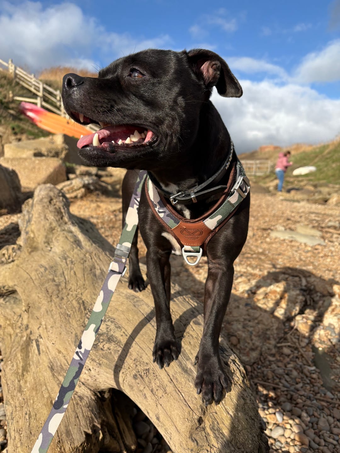 Customer photo review of Staffordshire Bull Terrier 1935® Harness & Leash Set - Classic Camo & Choco