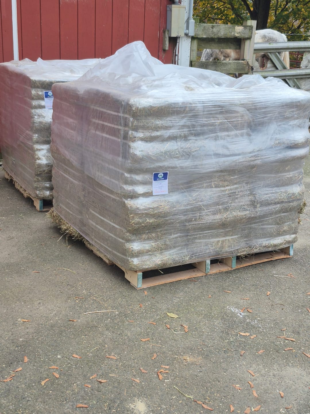 Customer photo review of 1st Cutting Timothy Orchard (Click here for Qty Discount) Grass Hay (Buy More - Save More)(Includes delivery too!)