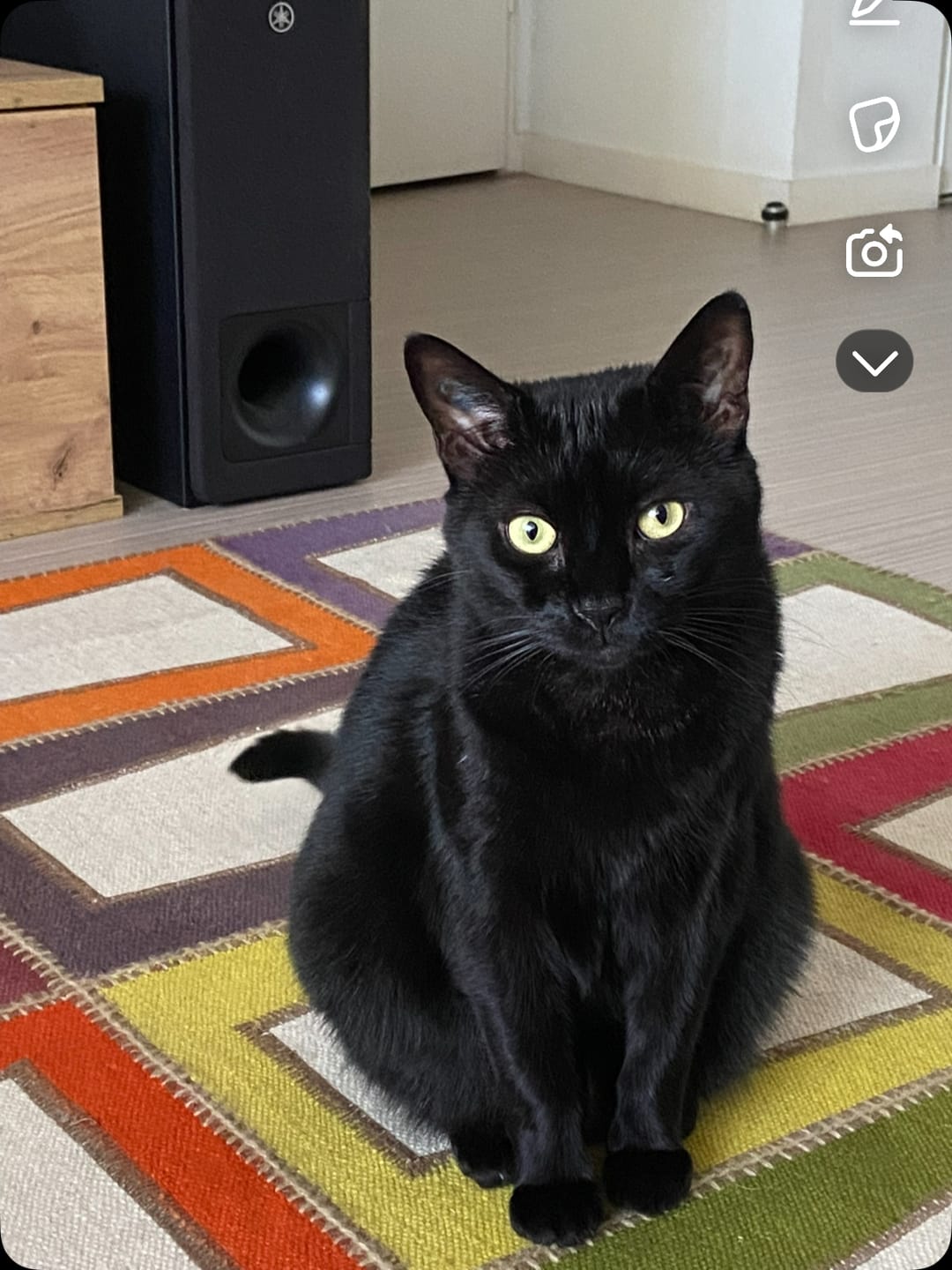 Customer photo review of Croquettes Bio Allégées Chat Sénior +7ans - Volaille & légumes