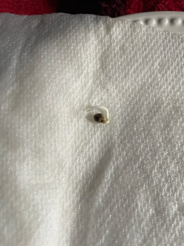 Customer photo review of Pineapple Express - 28 Grams - Minis (Indica)