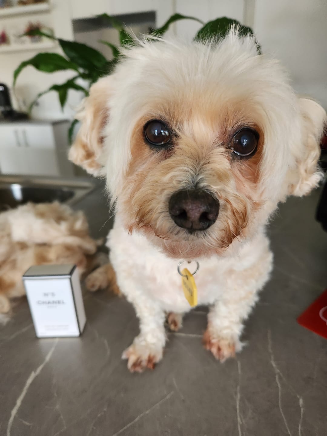 Customer photo review of GroomMate Pet Grooming Kit