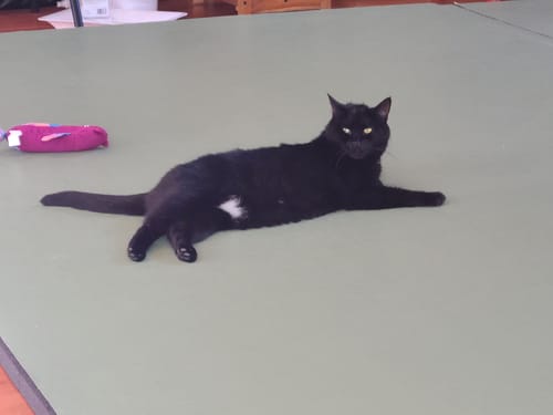 Customer photo review of Cat Cold, Sneezing & Respiratory Support Remedy