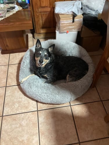 Customer photo review of Cama Antiestrés para Perros