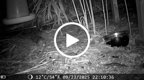 Customer video review of 48 megapixel wildcamera met perfect nachtzicht