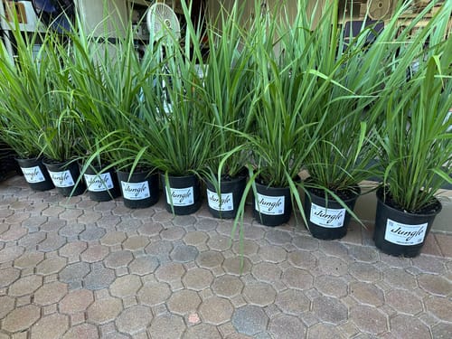 Customer photo review of Fakahatchee Grass