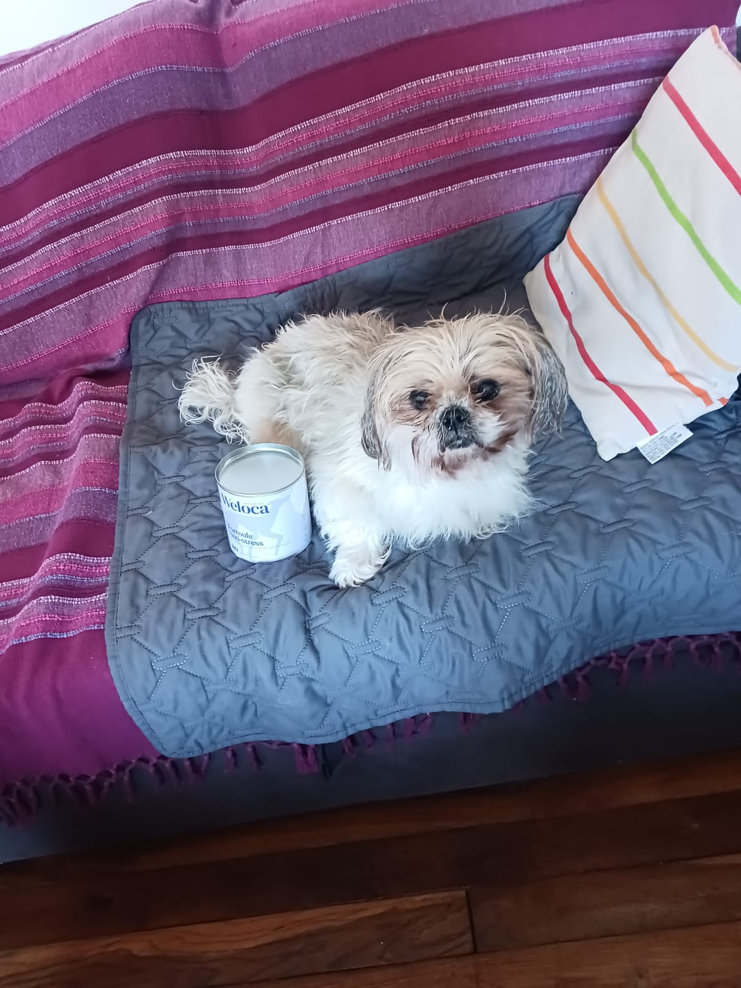 Customer photo review of Complément stress  | Chien
