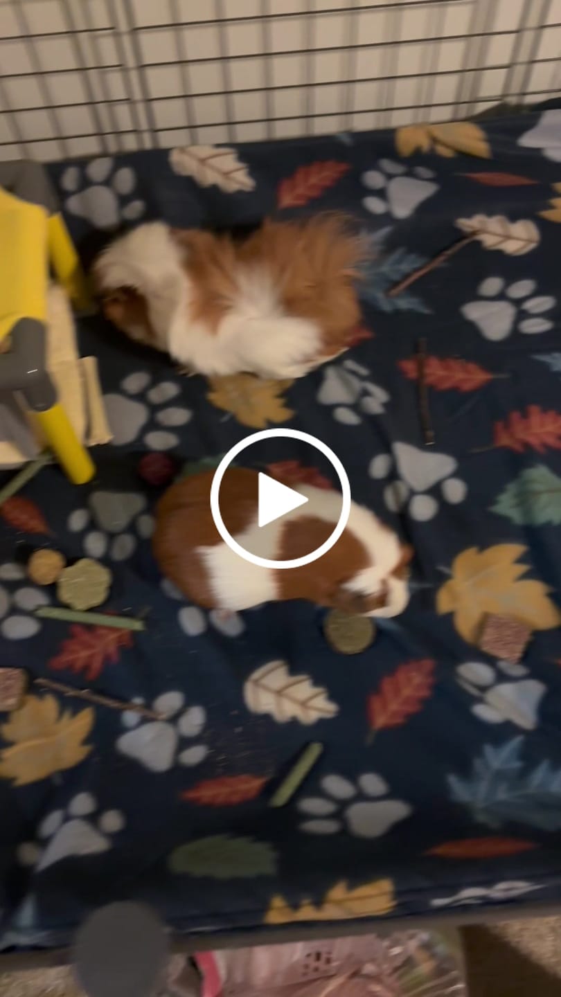 Customer video review of GuineaDad Piggy Condo Guinea Pig Cage with Pillars (C&C)