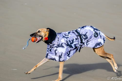 Customer photo review of Camouflage Felton - Sighthound Coat with Underbelly and Harness Hole