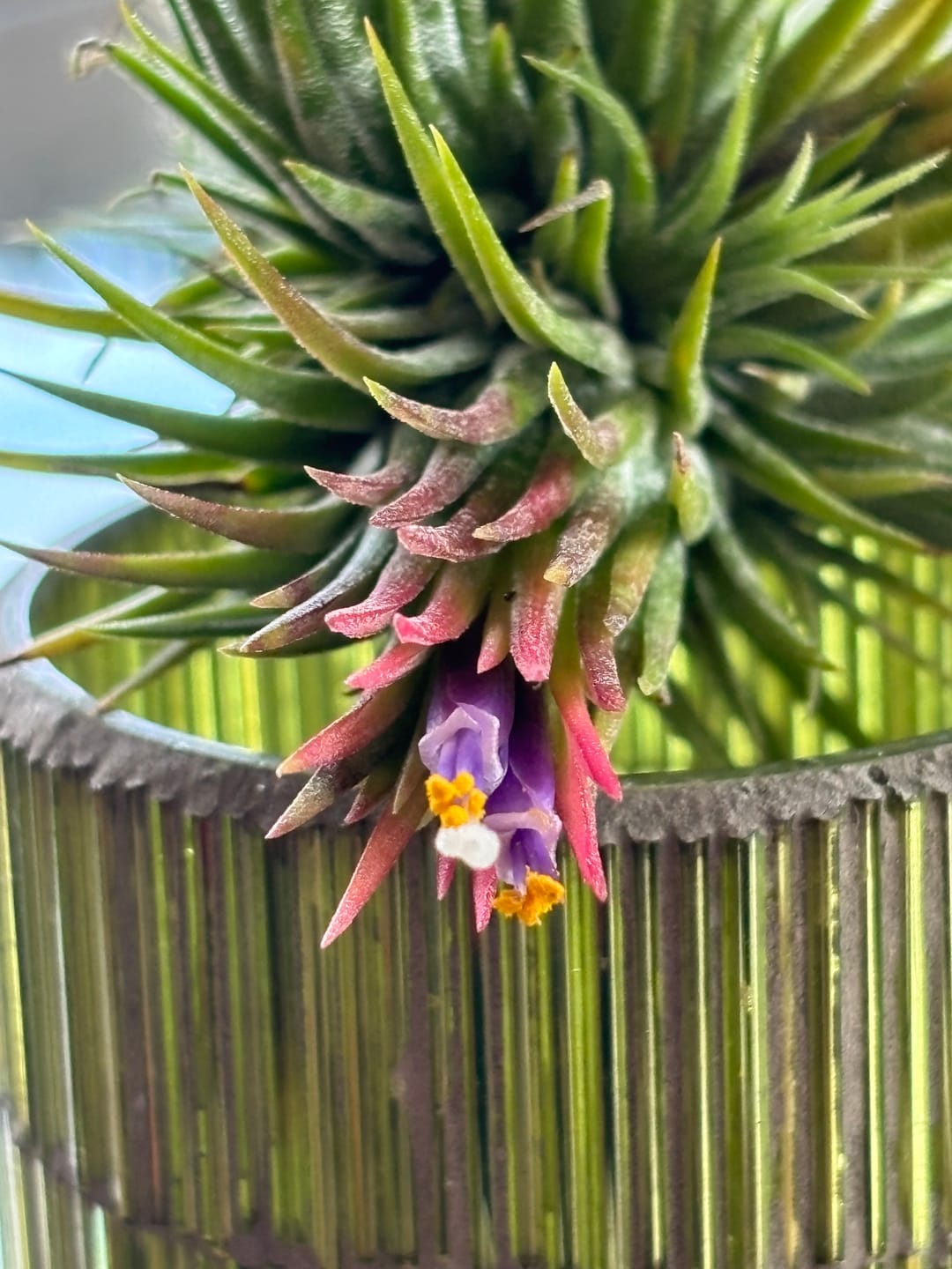 Customer photo review of Tillandsia Ionantha 'fuego' - Pulk