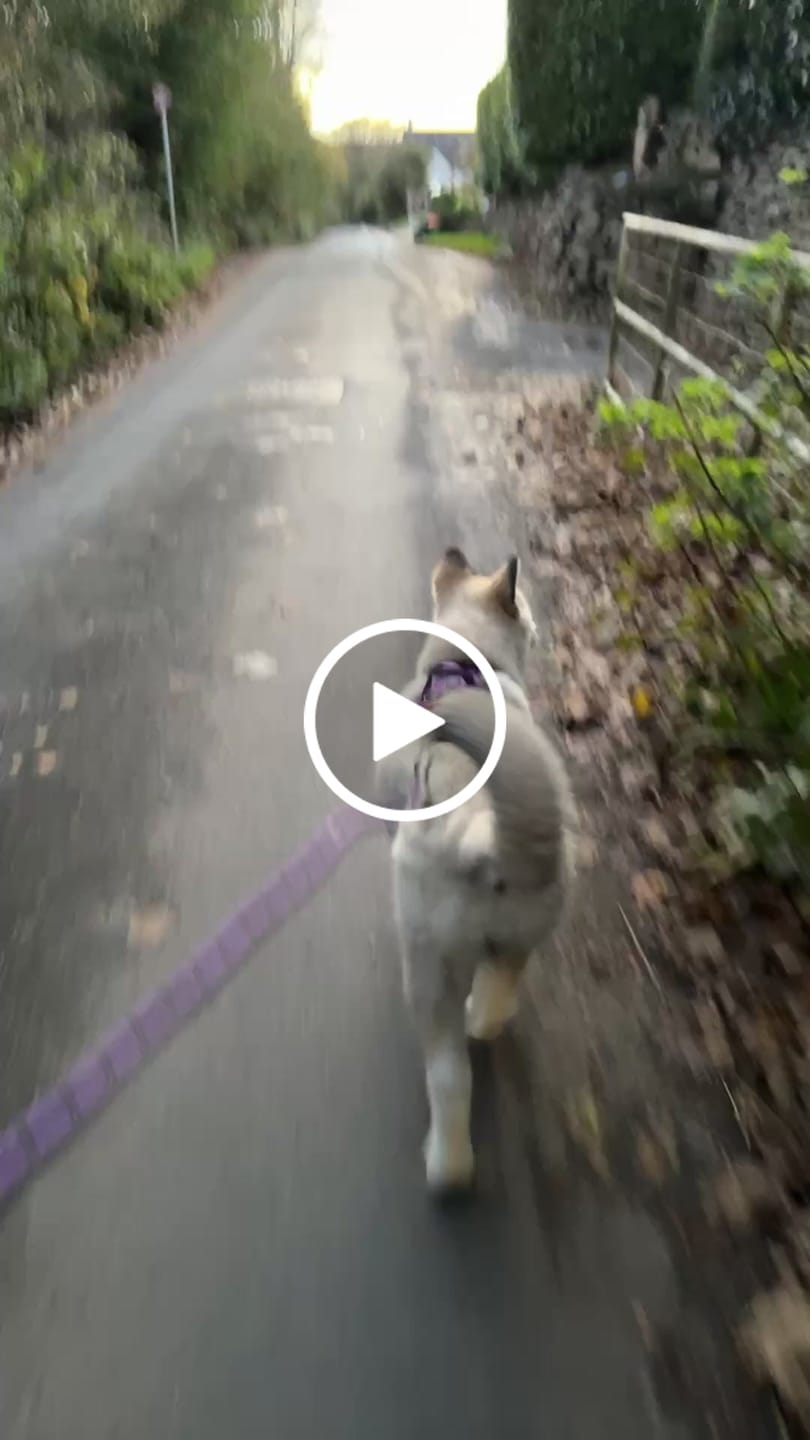 Customer video review of Anti Pull Hurricane Harness Lighter | With Handle - Purple