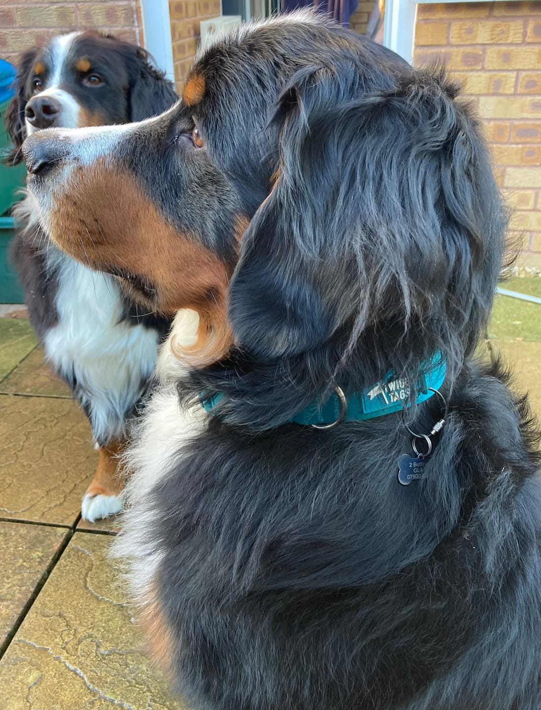 Customer photo review of Tidal Waterproof Collar
