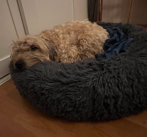 Customer photo review of CalmBed - Motverkar stress & hjälper mot ångest