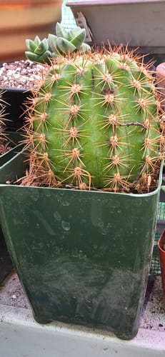 Customer photo review of Trichocereus Flowering Hybrids