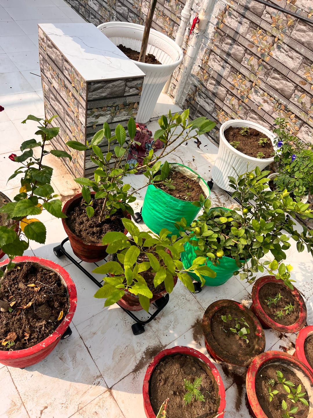 Customer photo review of TryGreen Ivy Wheel Rolling Plant Stand for Planters