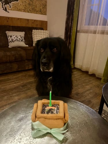 Customer photo review of BiscoBau Fotogenica Torta Per Cani con Fotografia e Messaggio (senza decorazioni di glassa o pasta di zucchero)