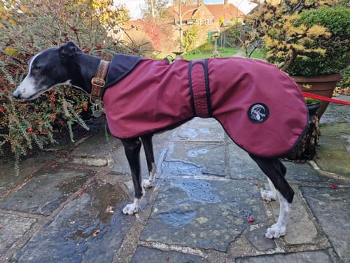 Customer photo review of Regna - Lightweight Summer Sighthound Coat with Harness Hole Zip