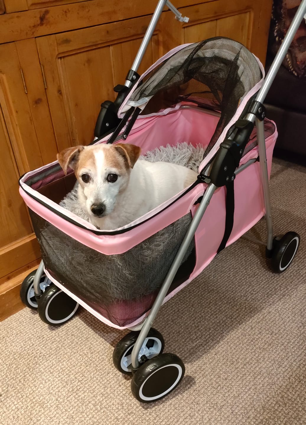 Customer photo review of Compact & Comfortable Pet Stroller