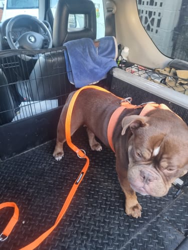 Customer photo review of TRINITY® Duplex Set - No Pull Comfort Padded Multi Clip Harness & Double Ended Training Lead- Built for pulling dogs