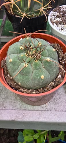 Customer photo review of Matucana madisoniorum