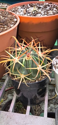 Customer photo review of Ferocactus Latispinus | Devil’s Tongue Cactus