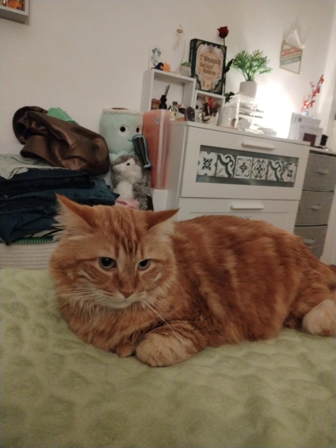 Customer photo review of Croquettes Bio Allégées Chat Sénior +7ans - Volaille & légumes