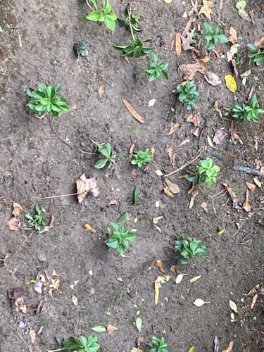 Customer photo review of Pachysandra 50 Count Flat