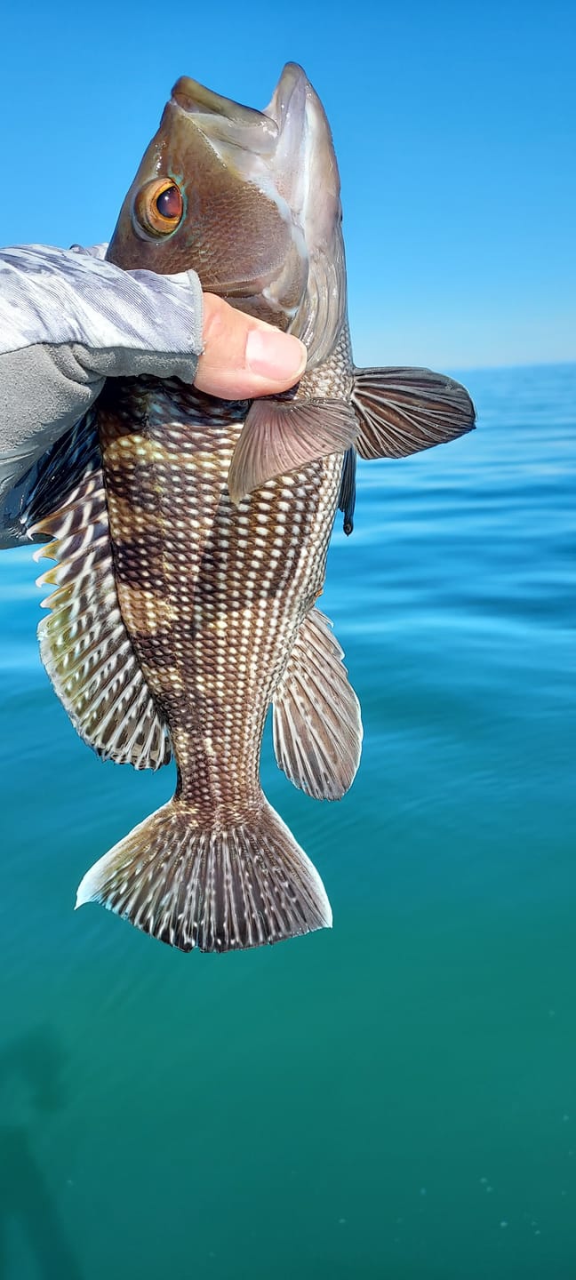 Customer photo review of 200% Sensitive Tungsten Weedless Ball Jig Head | Bulk Pack