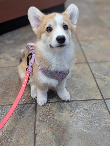 Customer photo review of Hibiscus - Classic Biothane Dog Leash