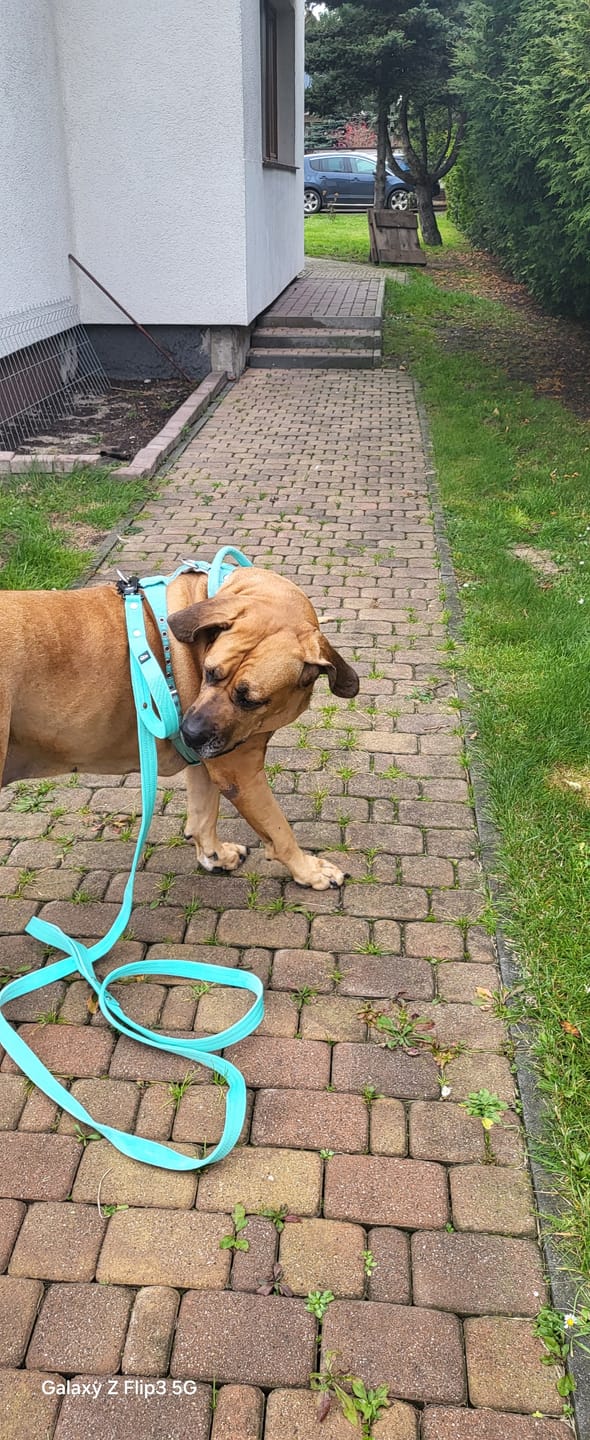 Customer photo review of Smycz z dodatkową rączką - Guard Leash Miętowa