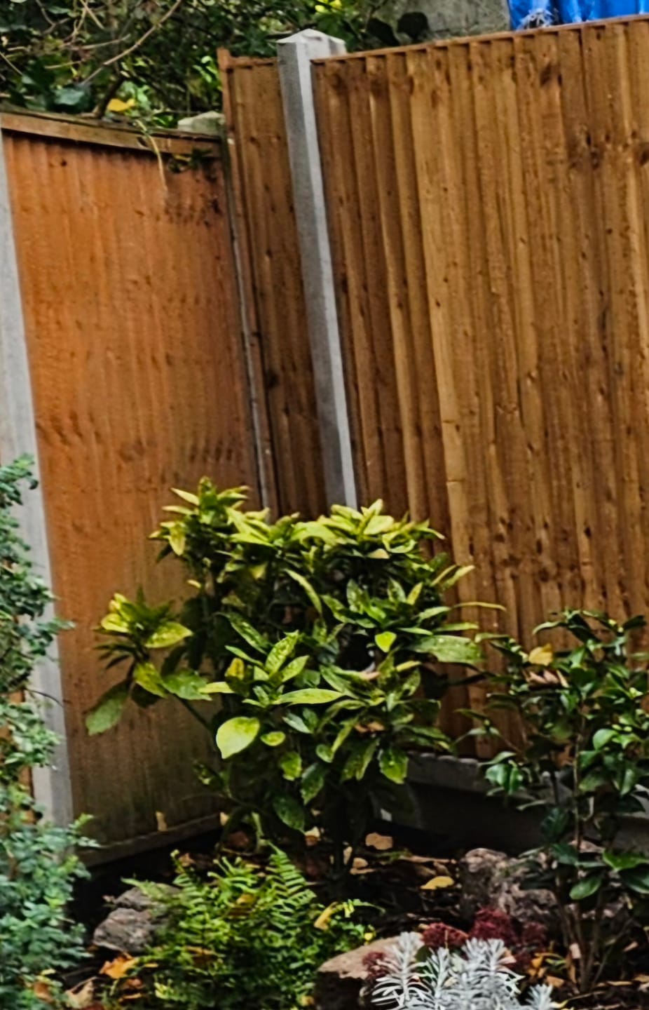 Customer photo review of Aucuba japonica 'Variegata' 80cm 10L