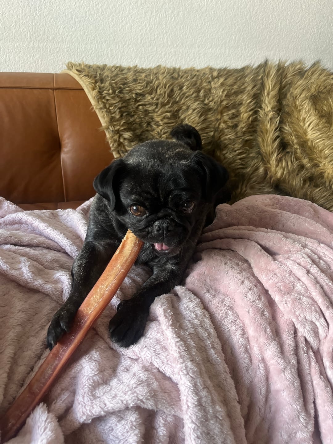 Customer photo review of 12 Inch Jumbo Bully Stick