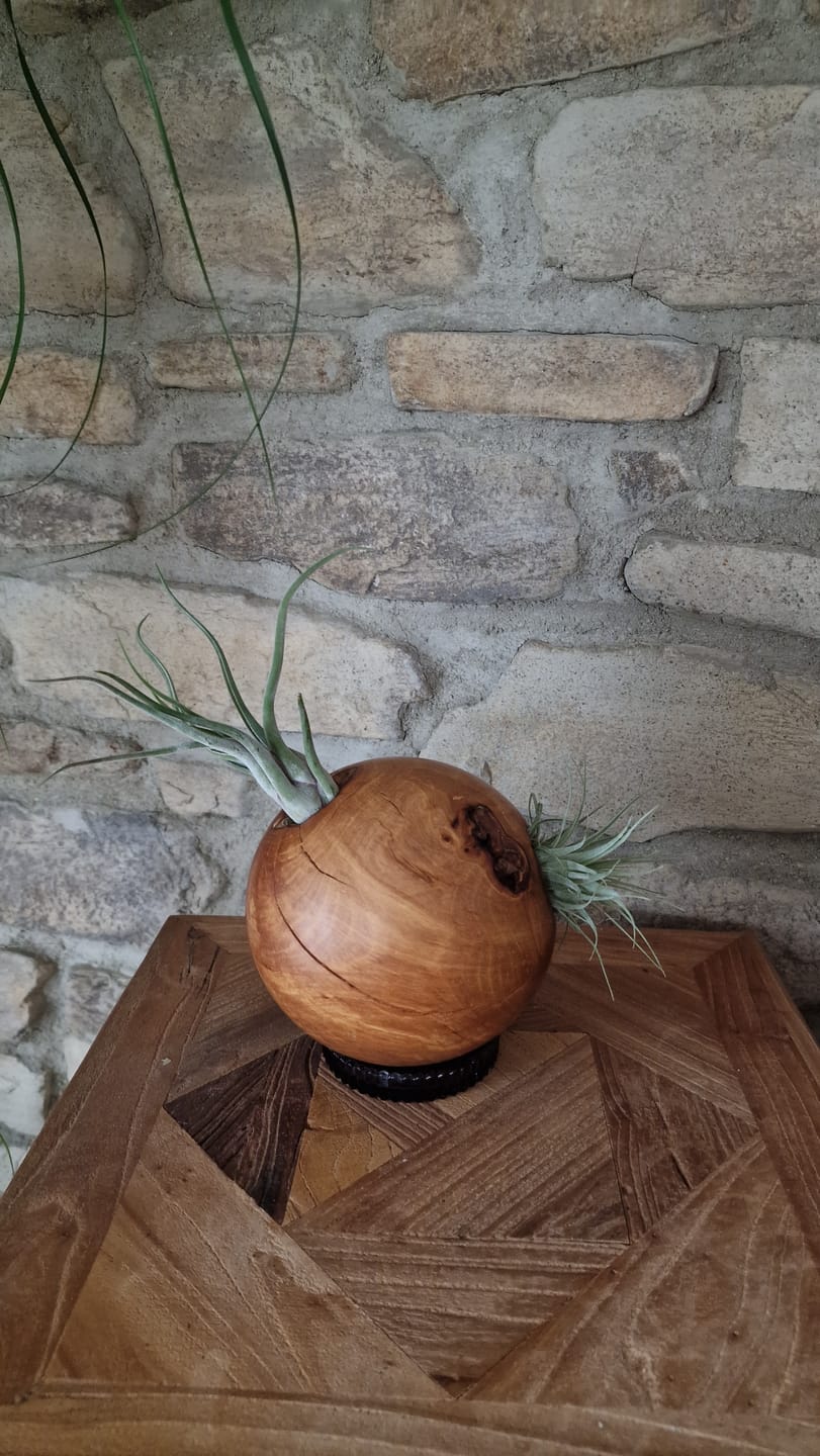Customer photo review of Tillandsia caput medusae