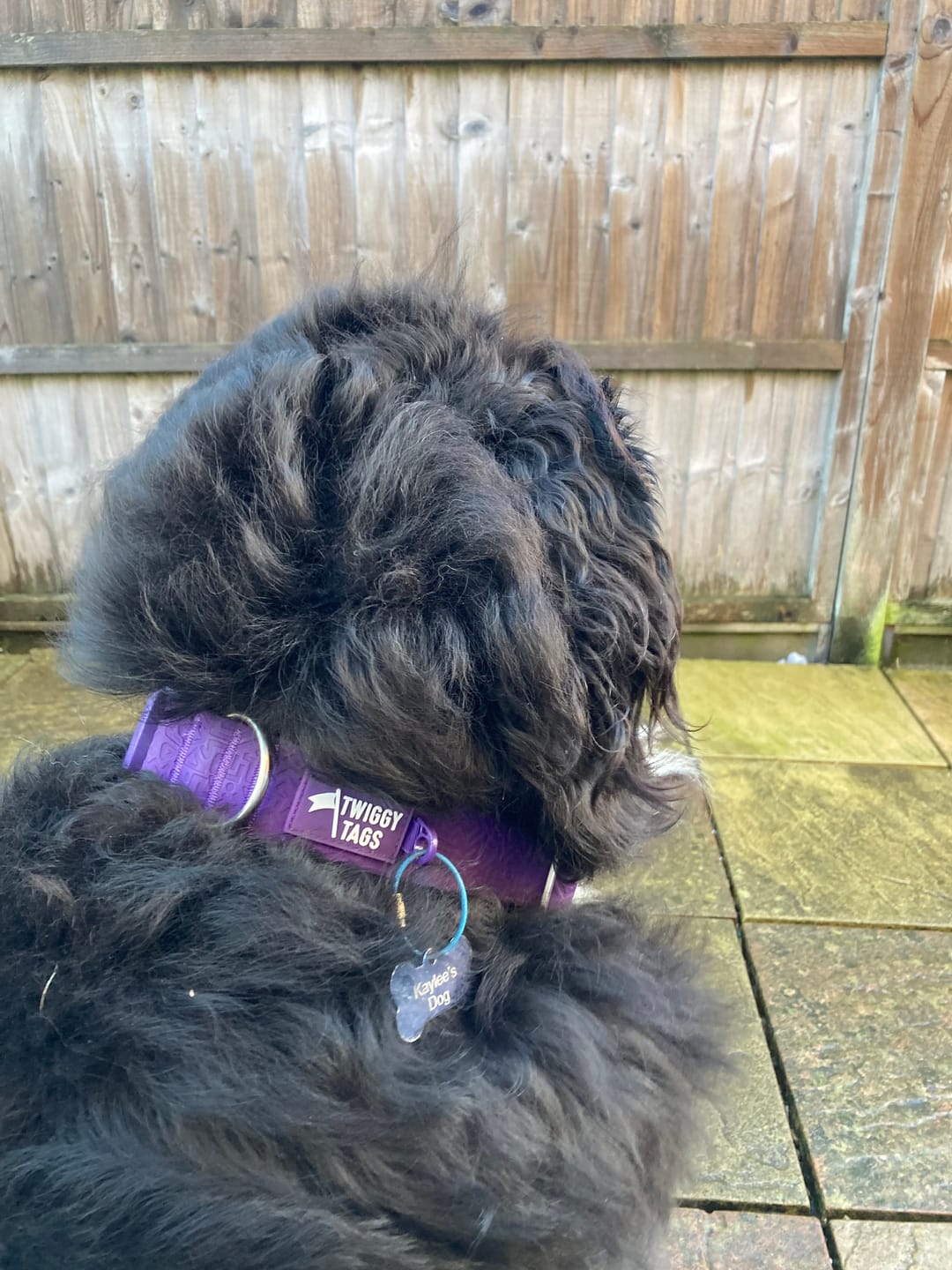 Customer photo review of Tidal Waterproof Collar