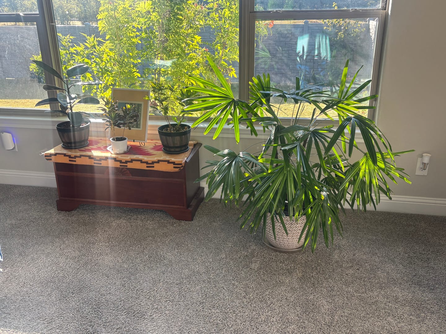 Customer photo review of Lady Palm, Rhapis Excelsa, Indoor Queen Palm
