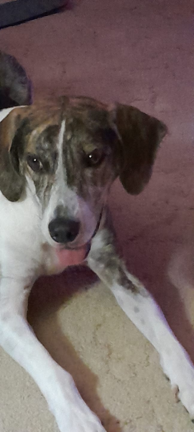 Customer photo review of 6 Inch Standard Braided Bully Stick