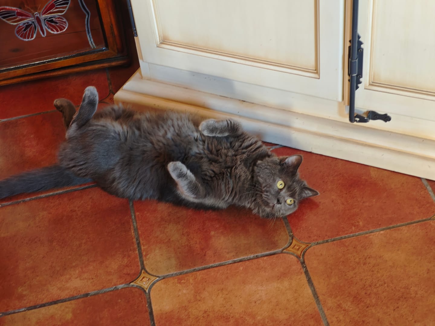 Customer photo review of Grain Free Cat Sterilized