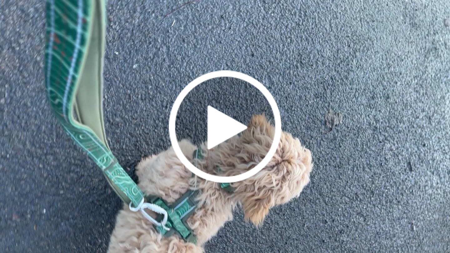 Customer video review of Apex® Collar