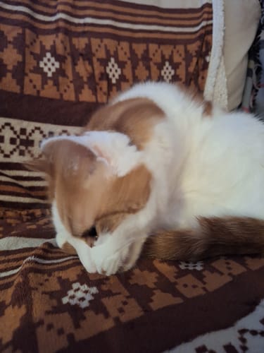 Customer photo review of Patsli Move