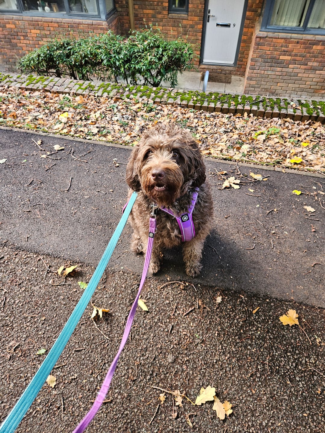 Customer photo review of Slip on Harness | Foam Padded - Purple