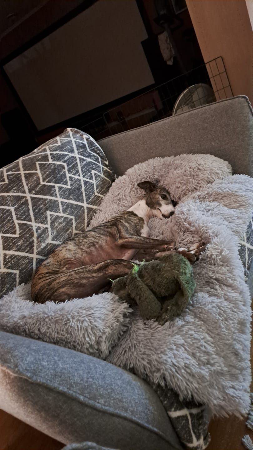 Customer photo review of CalmBlanket