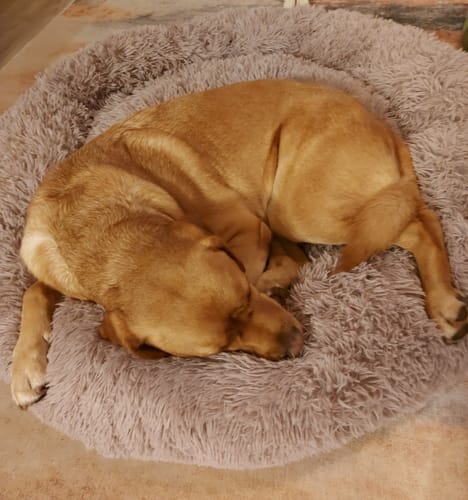 Customer photo review of Puppery Hundebett Wolke 7 - Das Original