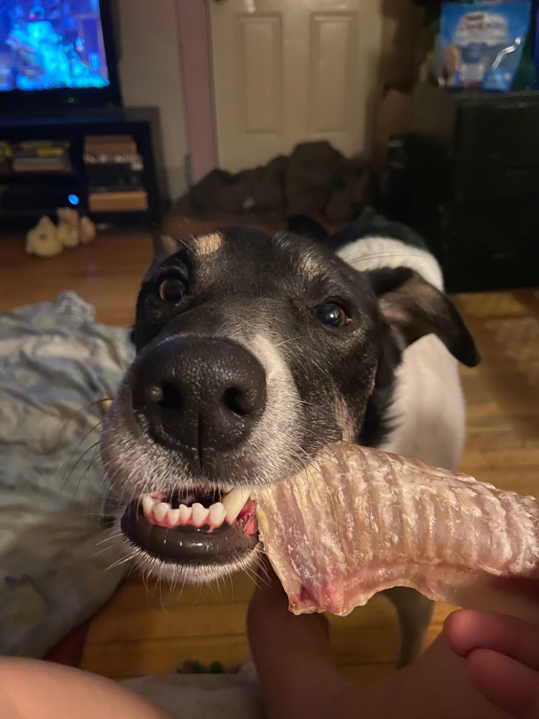 Customer photo review of 6 Inch Beef Trachea